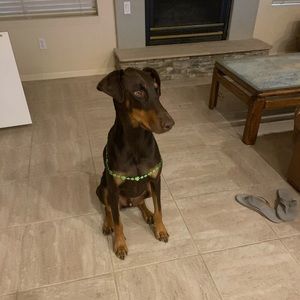 Meet your Posher, Janelle